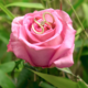 Anello in argento con Diamante Rose de France SI1 di Argyle (Annette)