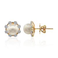 Orecchini in oro con Perla Akoya (TPC)