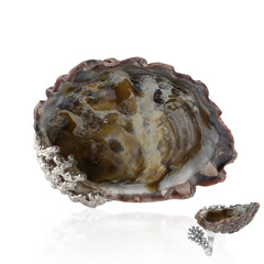 Anello in argento con Conchiglia (TPC)