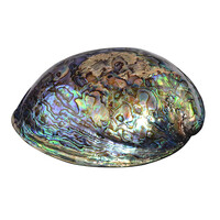 Accessorio con Conchiglia Abalone