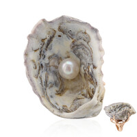 Anello in argento con Conchiglia (TPC)