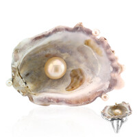 Anello in argento con Conchiglia (TPC)