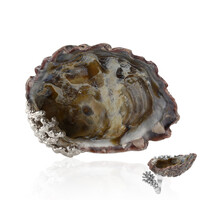Anello in argento con Conchiglia (TPC)