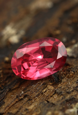 Spinello Rosso